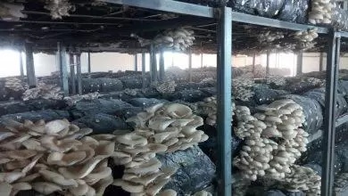 Köylerde mantar yetiştiriciliği yapılacak - Kırıkkale Haber, Son Dakika Kırıkkale Haberleri