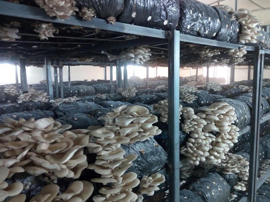Köylerde mantar yetiştiriciliği yapılacak - Kırıkkale Haber, Son Dakika Kırıkkale Haberleri