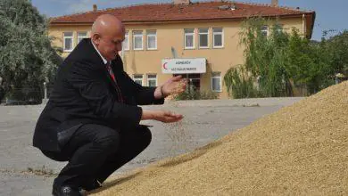 Kırıkkale’de hububat hasadı başladı - Kırıkkale Haber, Son Dakika Kırıkkale Haberleri