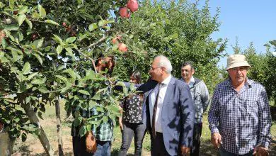 Ahılı Köyünde Elma Hasadı - Kırıkkale Haber, Son Dakika Kırıkkale Haberleri