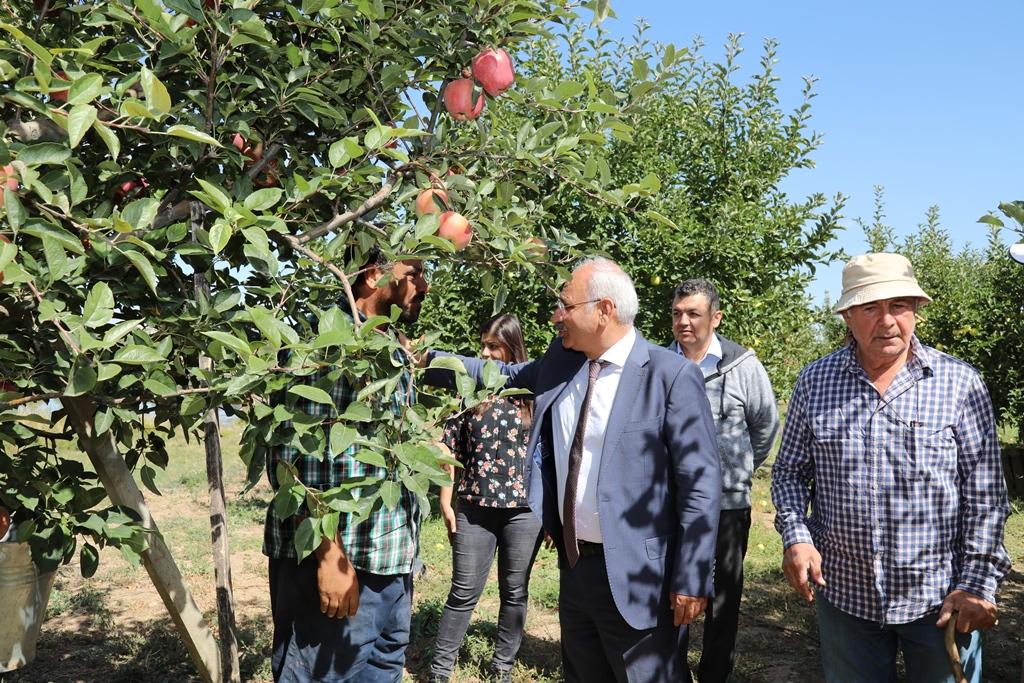 Ahılı Köyünde Elma Hasadı - Kırıkkale Haber, Son Dakika Kırıkkale Haberleri