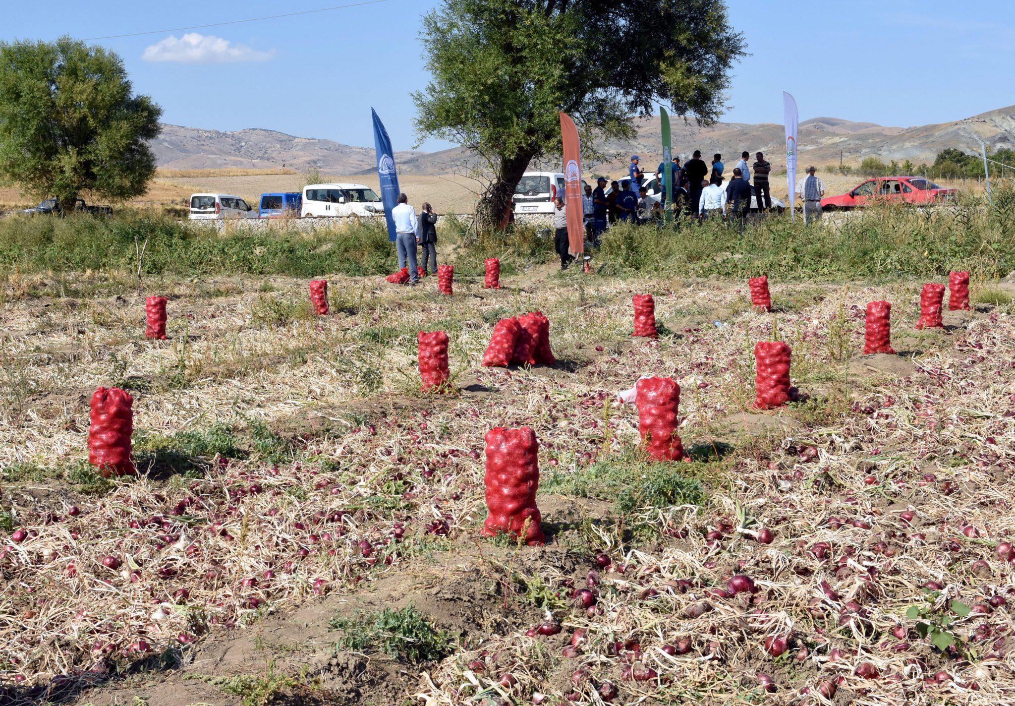 Kılıçlar soğanı tescillendi - Kırıkkale Haber, Son Dakika Kırıkkale Haberleri