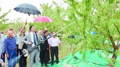 Çelebi’de Badem Hasadı - Kırıkkale Haber, Son Dakika Kırıkkale Haberleri