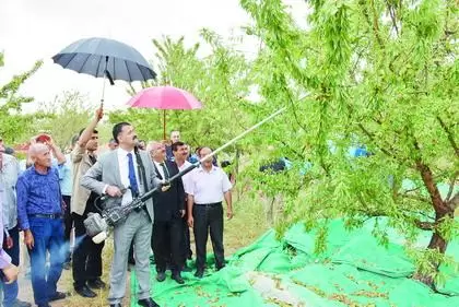 Çelebi’de Badem Hasadı - Kırıkkale Haber, Son Dakika Kırıkkale Haberleri Çelebi’de Badem Hasadı - Kırıkkale Haber, Son Dakika Kırıkkale Haberleri