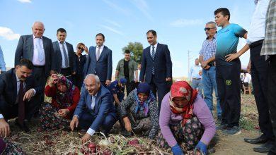 Kılıçlar Soğanında hasat sevinci - Kırıkkale Haber, Son Dakika Kırıkkale Haberleri
