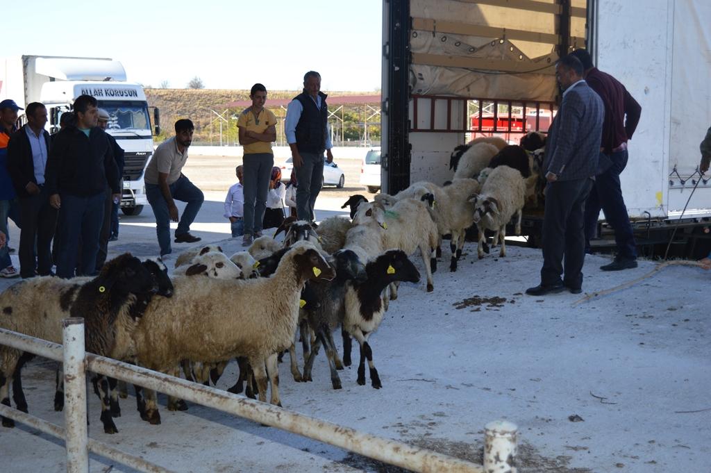 Genç çiftçilere hayvanları teslim ediliyor - Kırıkkale Haber, Son Dakika Kırıkkale Haberleri