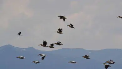 Göçmen kuşlar bölgeyi terk ediyor - Kırıkkale Haber, Son Dakika Kırıkkale Haberleri