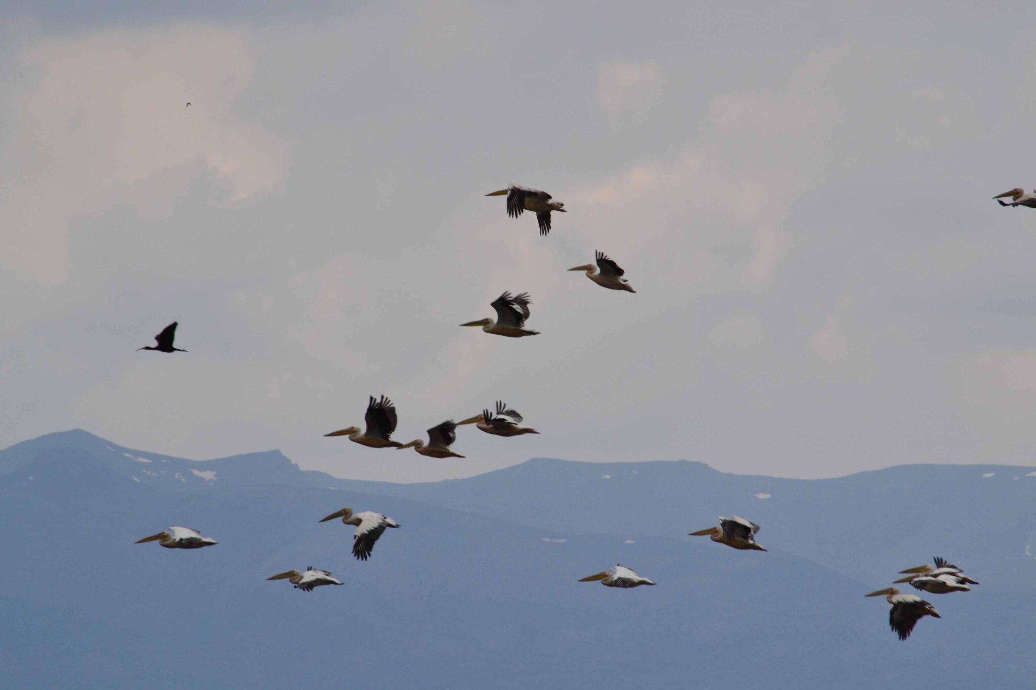 Göçmen kuşlar bölgeyi terk ediyor - Kırıkkale Haber, Son Dakika Kırıkkale Haberleri