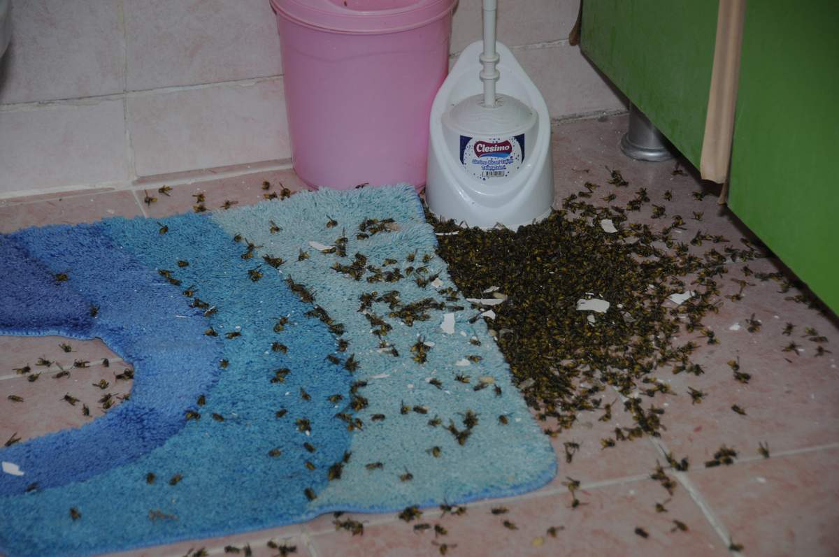 Eşek arıları evi bastı - Kırıkkale Haber, Son Dakika Kırıkkale Haberleri
