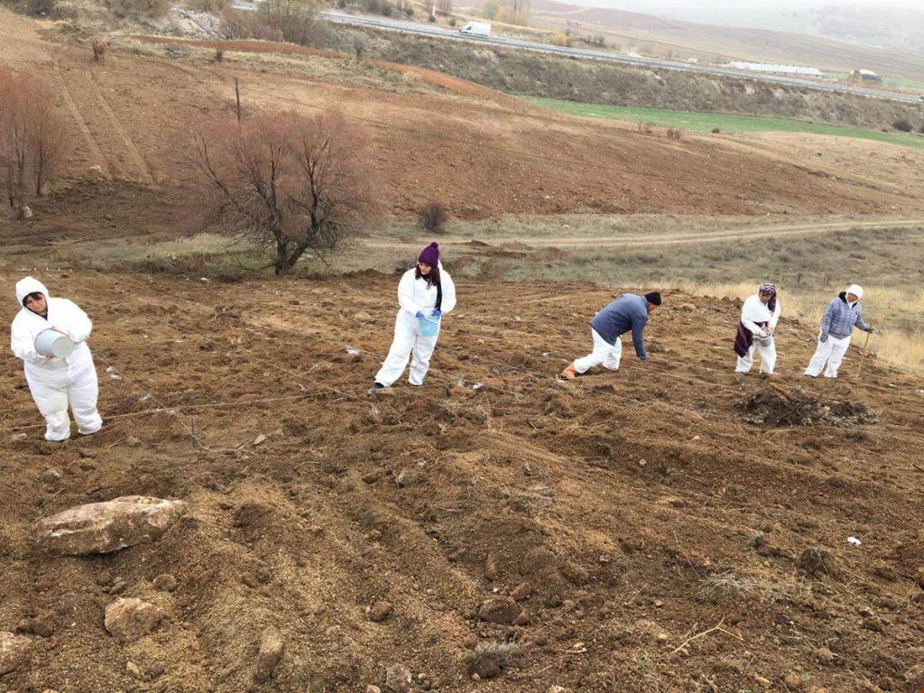 Balışeyh Lavanta Vadisi’ne 15 Bin Fide Daha Dikildi - Kırıkkale Haber, Son Dakika Kırıkkale Haberleri