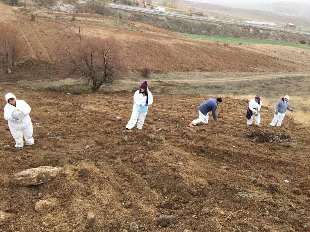 Balışeyh’te Kaymakamlık tarafından başlatılan proje kapsamında oluşturulan 35 dönümlük araziye 15 bin fide dikimi daha yapılarak toplamda 33 bin fide dikilmiş oldu. Balışeyh Lavanta Vadisi’ne 15 Bin Fide Daha Dikildi - Kırıkkale Haber, Son Dakika Kırıkkale Haberleri