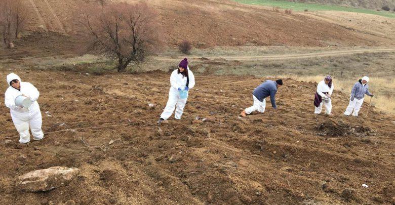 Balışeyh Lavanta Vadisi’ne 15 Bin Fide Daha Dikildi - Kırıkkale Haber, Son Dakika Kırıkkale Haberleri