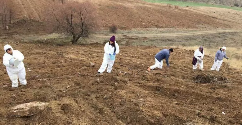 Balışeyh Lavanta Vadisi’ne 15 Bin Fide Daha Dikildi - Kırıkkale Haber, Son Dakika Kırıkkale Haberleri