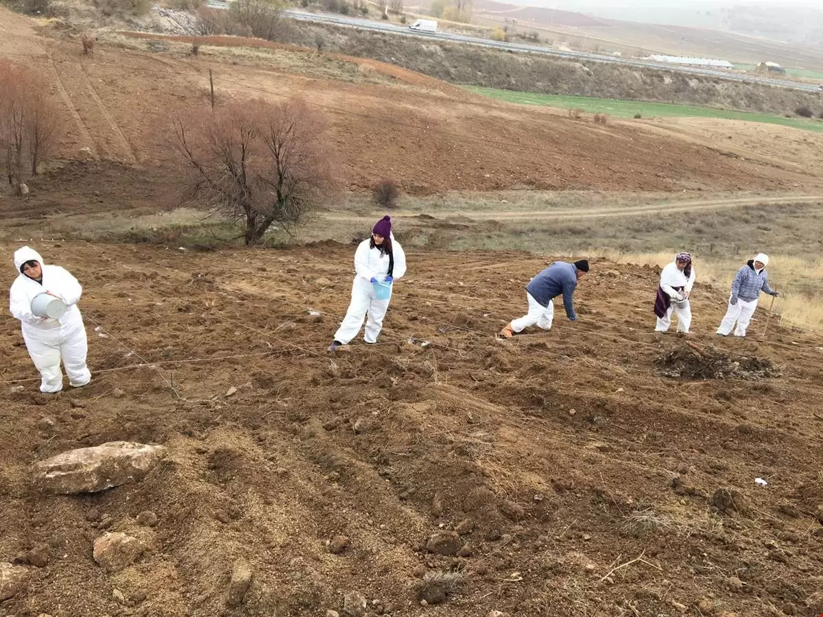 Balışeyh Lavanta Vadisi’ne 15 Bin Fide Daha Dikildi - Kırıkkale Haber, Son Dakika Kırıkkale Haberleri Balışeyh Lavanta Vadisi’ne 15 Bin Fide Daha Dikildi - Kırıkkale Haber, Son Dakika Kırıkkale Haberleri