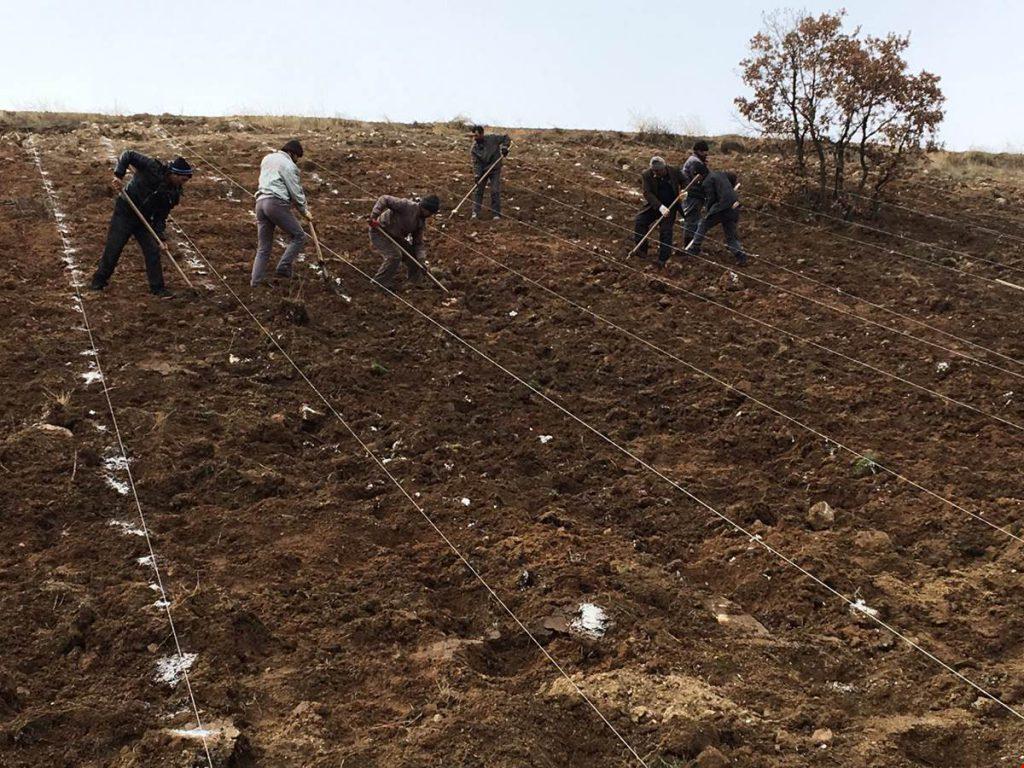 Balışeyh Lavanta Vadisi’ne 15 Bin Fide Daha Dikildi - Kırıkkale Haber, Son Dakika Kırıkkale Haberleri