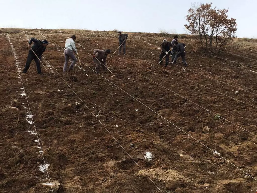 Balışeyh’te Kaymakamlık tarafından başlatılan proje kapsamında oluşturulan 35 dönümlük araziye 15 bin fide dikimi daha yapılarak toplamda 33 bin fide dikilmiş oldu. Balışeyh Lavanta Vadisi’ne 15 Bin Fide Daha Dikildi - Kırıkkale Haber, Son Dakika Kırıkkale Haberleri
