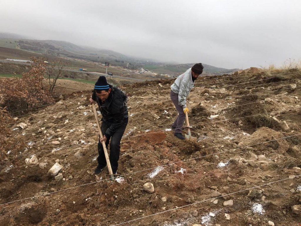 Balışeyh Lavanta Vadisi’ne 15 Bin Fide Daha Dikildi - Kırıkkale Haber, Son Dakika Kırıkkale Haberleri