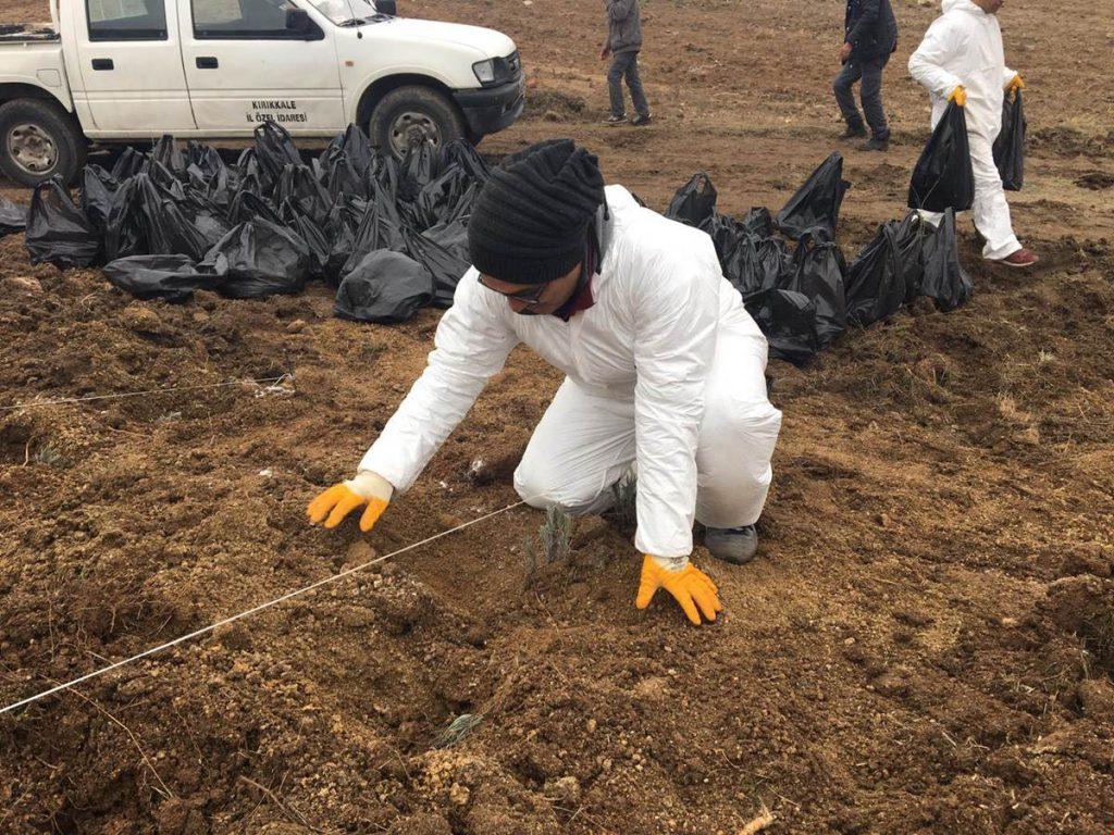 Balışeyh Lavanta Vadisi’ne 15 Bin Fide Daha Dikildi - Kırıkkale Haber, Son Dakika Kırıkkale Haberleri