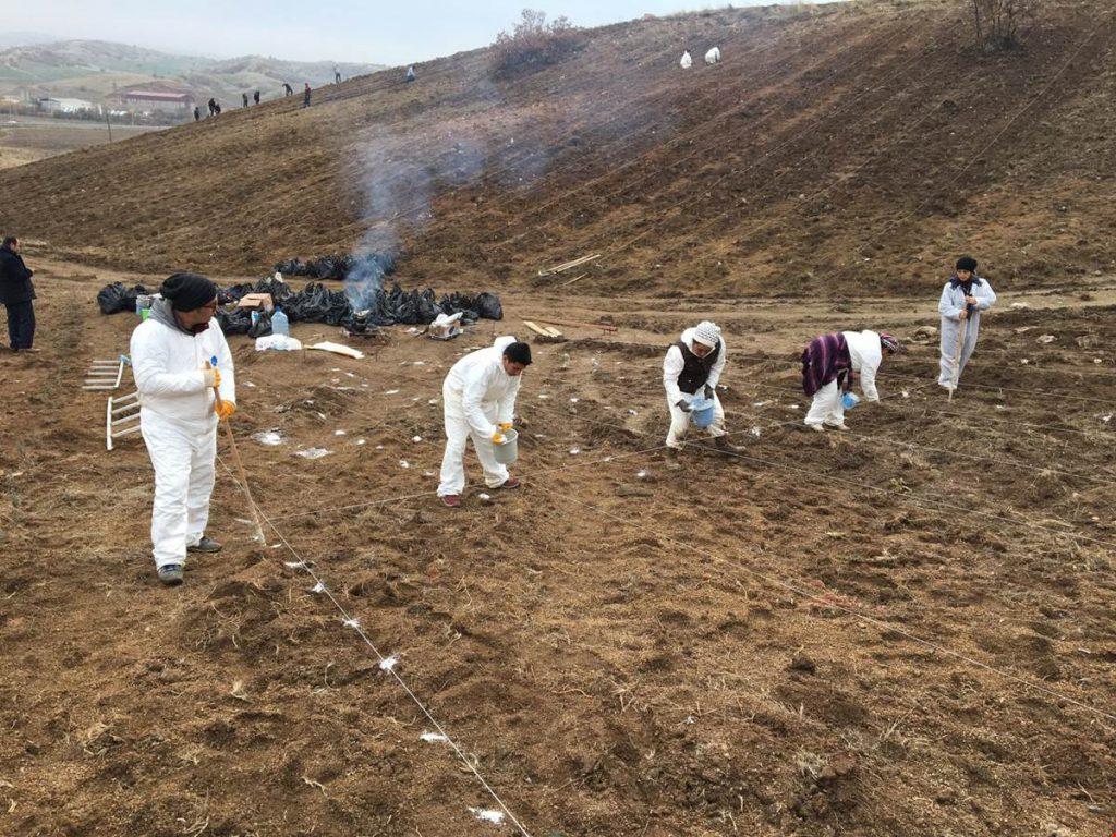 Balışeyh Lavanta Vadisi’ne 15 Bin Fide Daha Dikildi - Kırıkkale Haber, Son Dakika Kırıkkale Haberleri