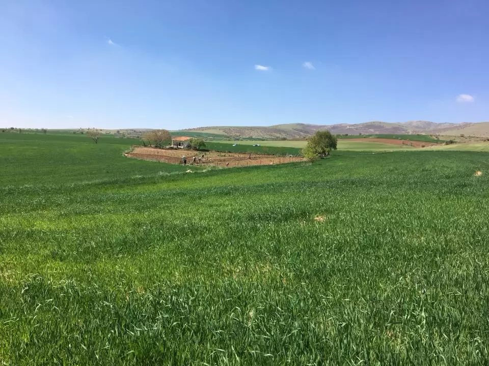 997 bin dekar alan nadasa bırakılıyor - Kırıkkale Haber, Son Dakika Kırıkkale Haberleri 997 bin dekar alan nadasa bırakılıyor - Kırıkkale Haber, Son Dakika Kırıkkale Haberleri