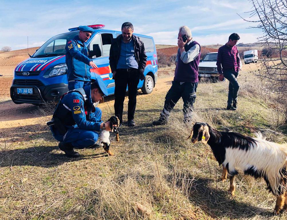 Jandarma Dağda bulduğu keçinin doğumuna yardı metti - Kırıkkale Haber, Son Dakika Kırıkkale Haberleri