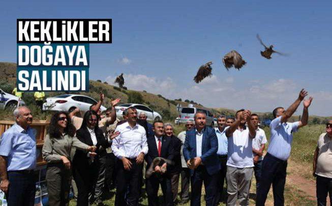 Keklikler Doğaya Salındı - Kırıkkale Haber, Son Dakika Kırıkkale Haberleri