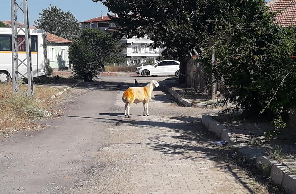 Kurbanlık koç 6 saat sonra yakalanabildi - Kırıkkale Haber, Son Dakika Kırıkkale Haberleri