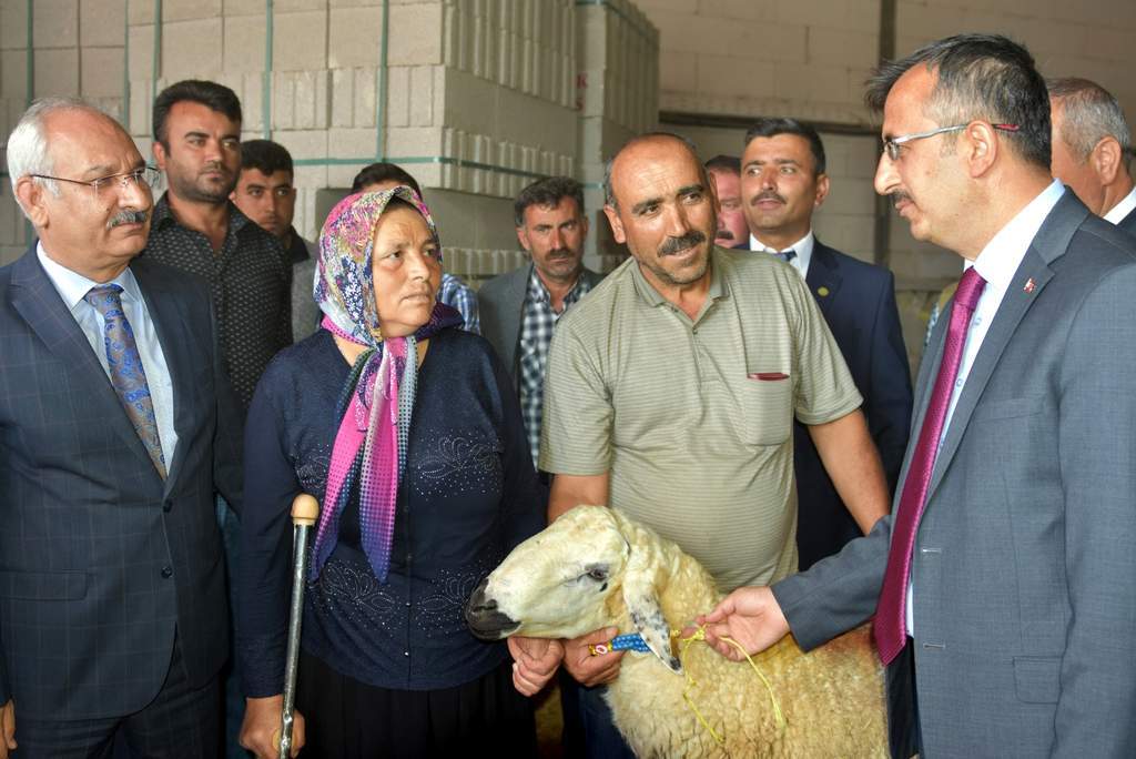 75 yetiştiriciye 75 damızlık koç - Kırıkkale Haber, Son Dakika Kırıkkale Haberleri