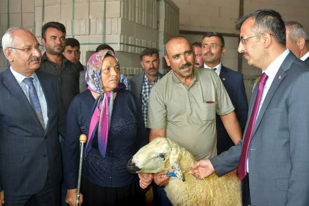 75 yetiştiriciye 75 damızlık koç - Kırıkkale Haber, Son Dakika Kırıkkale Haberleri