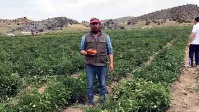 Tarladan sofraya - Kırıkkale Haber, Son Dakika Kırıkkale Haberleri