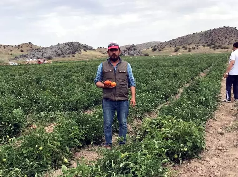 Tarladan sofraya - Kırıkkale Haber, Son Dakika Kırıkkale Haberleri Tarladan sofraya - Kırıkkale Haber, Son Dakika Kırıkkale Haberleri