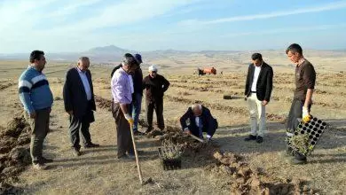 Meralar Atriplex ile ıslah ediliyor - Kırıkkale Haber, Son Dakika Kırıkkale Haberleri