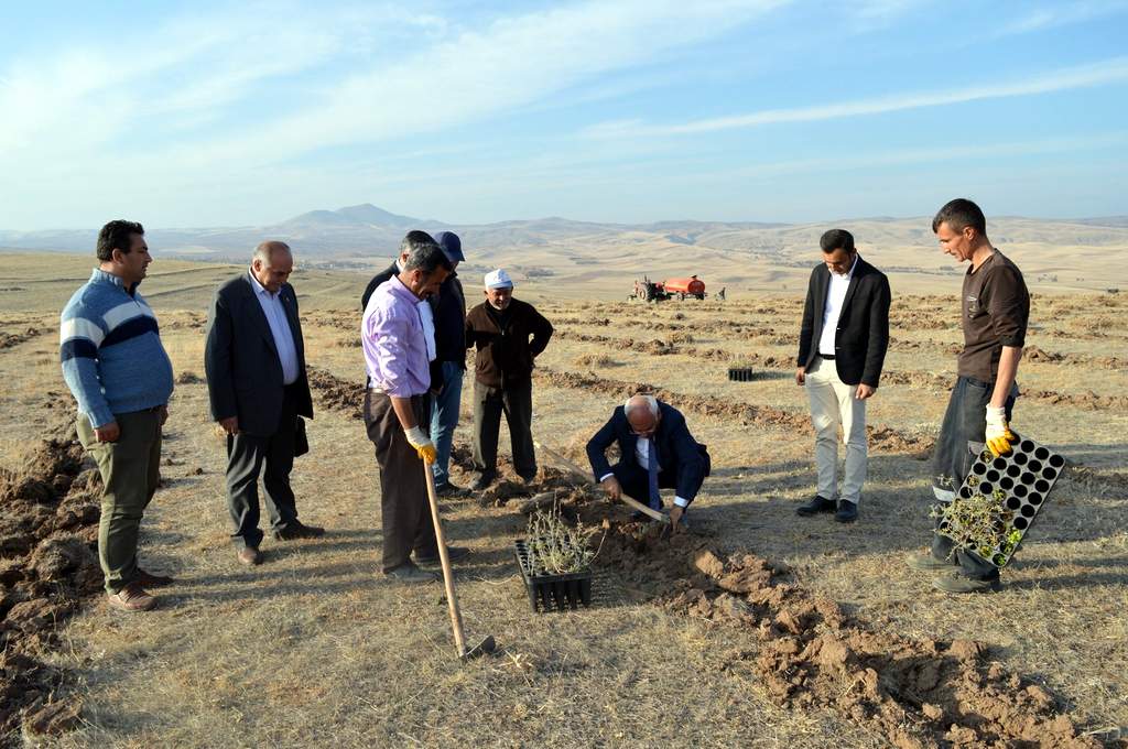 Meralar Atriplex ile ıslah ediliyor - Kırıkkale Haber, Son Dakika Kırıkkale Haberleri