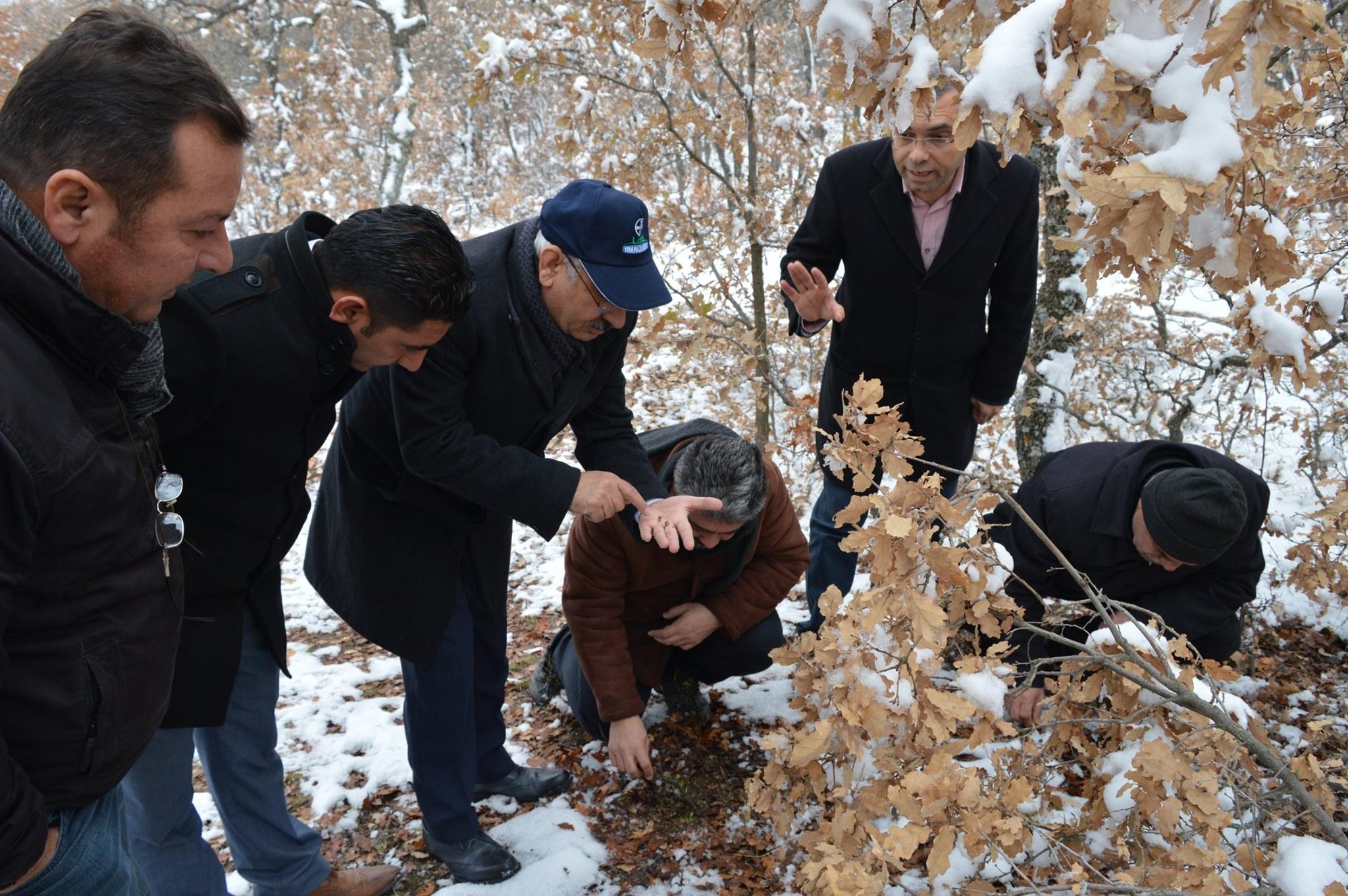 Sünenin gelişi kıştan belli olur - Kırıkkale Haber, Son Dakika Kırıkkale Haberleri