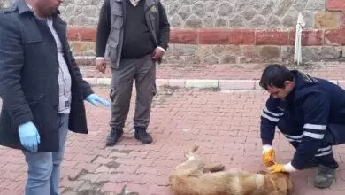 Yaralı Köpeğe Belediye Sahip Çıktı - Kırıkkale Haber, Son Dakika Kırıkkale Haberleri Yaralı Köpeğe Belediye Sahip Çıktı - Kırıkkale Haber, Son Dakika Kırıkkale Haberleri