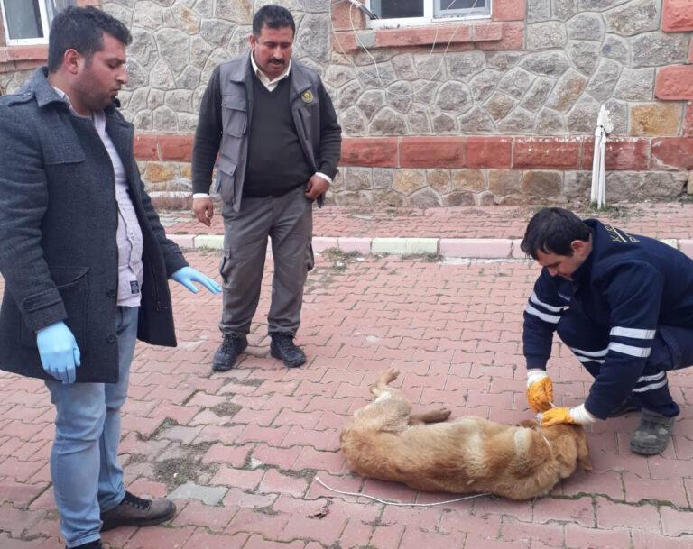 Yaralı Köpeğe Belediye Sahip Çıktı - Kırıkkale Haber, Son Dakika Kırıkkale Haberleri