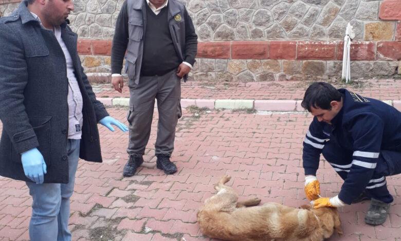 Yaralı Köpeğe Belediye Sahip Çıktı - Kırıkkale Haber, Son Dakika Kırıkkale Haberleri