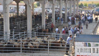 Hayvan pazarı kapatıldı - Kırıkkale Haber, Son Dakika Kırıkkale Haberleri
