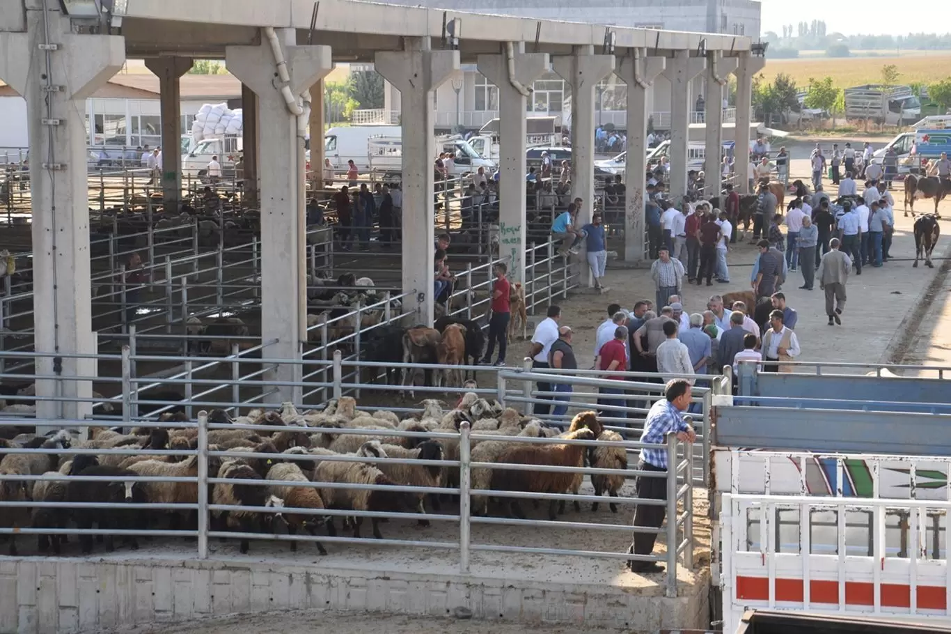 Hayvan pazarı kapatıldı - Kırıkkale Haber, Son Dakika Kırıkkale Haberleri Hayvan pazarı kapatıldı - Kırıkkale Haber, Son Dakika Kırıkkale Haberleri