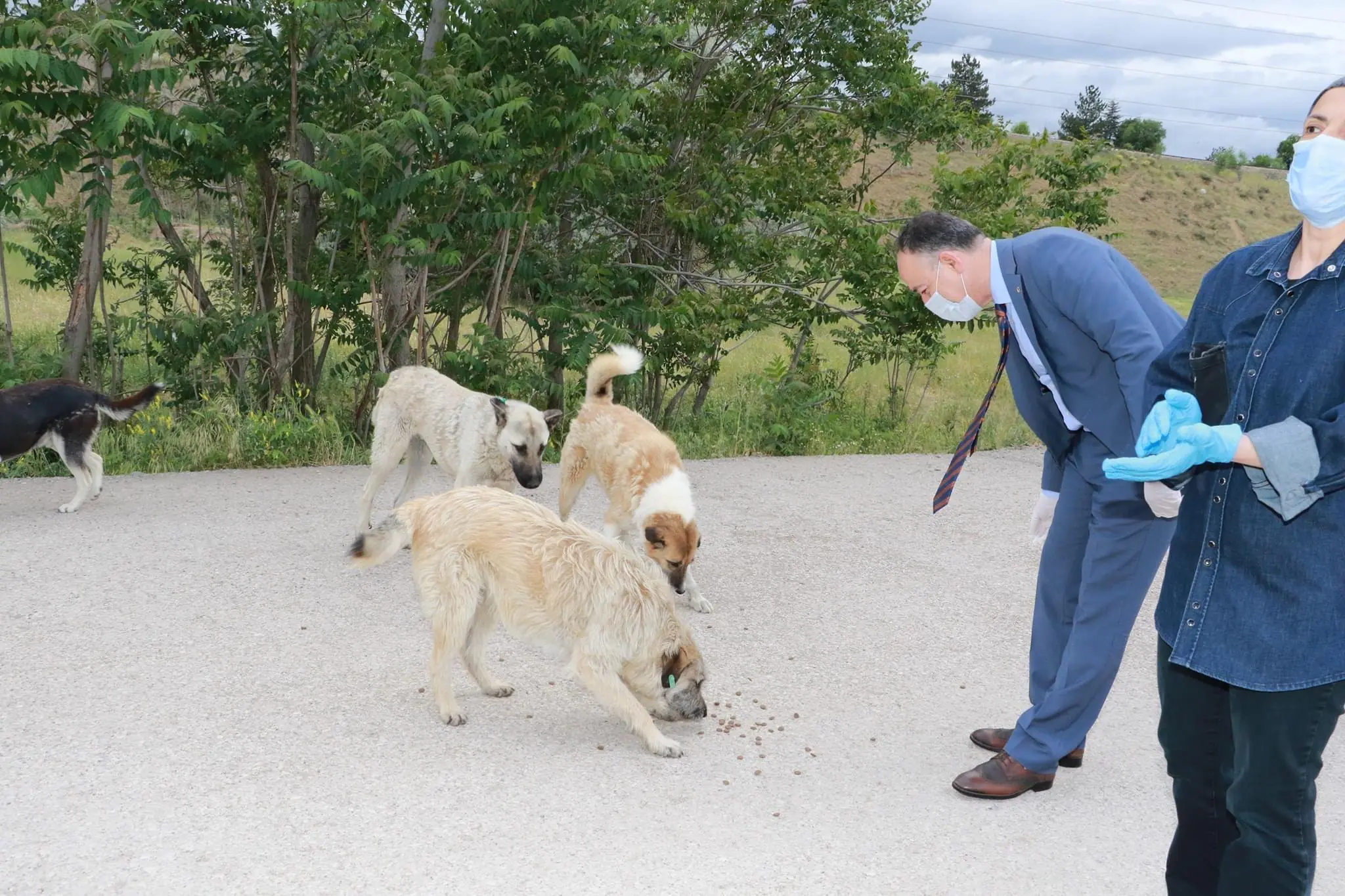 Başkan Saygılı, Sokak Hayvanlarına Yem Bıraktı - Kırıkkale Haber, Son Dakika Kırıkkale Haberleri
