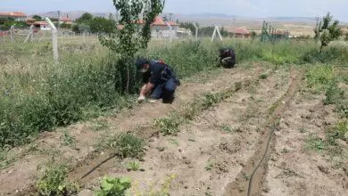 Kırıkkale’de 112 kök kenevir bitkisi ele geçirildi - Kırıkkale Haber, Son Dakika Kırıkkale Haberleri Kırıkkale’de 112 kök kenevir bitkisi ele geçirildi - Kırıkkale Haber, Son Dakika Kırıkkale Haberleri