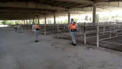 Kırıkkale’de hayvan pazarı yeniden açılıyor - Kırıkkale Haber, Son Dakika Kırıkkale Haberleri