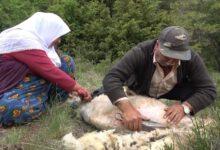 Kırıkkale'de Besicilerin Koyun Kırkma Telaşı