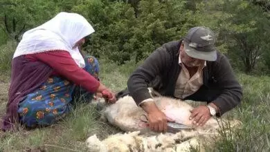 Kırıkkale’de Besicilerin Koyun Kırkma Telaşı - Kırıkkale Haber, Son Dakika Kırıkkale Haberleri