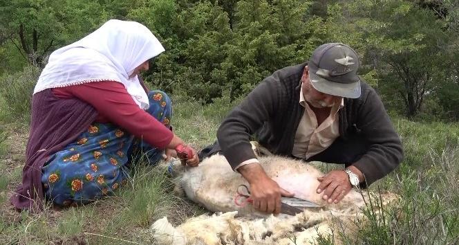 Kırıkkale’de Besicilerin Koyun Kırkma Telaşı - Kırıkkale Haber, Son Dakika Kırıkkale Haberleri