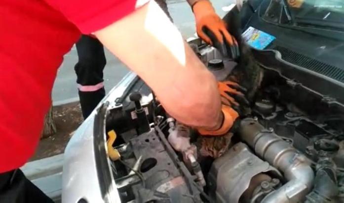 Otomobilin motorunda sıkışan yavru kedi kurtarıldı - Kırıkkale Haber, Son Dakika Kırıkkale Haberleri