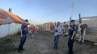Arazide kaybettiği kurbanlık hayvanlarını jandarma buldu - Kırıkkale Haber, Son Dakika Kırıkkale Haberleri
