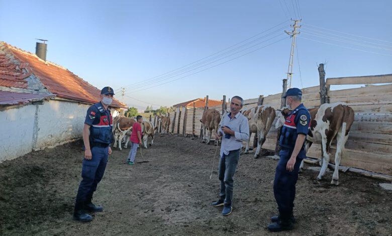 Arazide kaybettiği kurbanlık hayvanlarını jandarma buldu - Kırıkkale Haber, Son Dakika Kırıkkale Haberleri Arazide kaybettiği kurbanlık hayvanlarını jandarma buldu - Kırıkkale Haber, Son Dakika Kırıkkale Haberleri