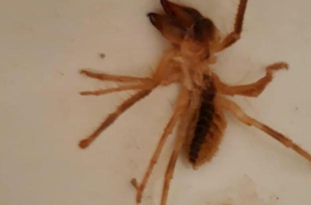 Sarıkız örümceği vatandaşları tedirgin etti - Kırıkkale Haber, Son Dakika Kırıkkale Haberleri