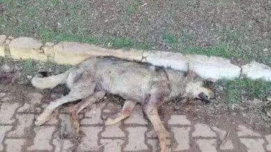 Kent Ormanı’nda Vahşet! - Kırıkkale Haber, Son Dakika Kırıkkale Haberleri